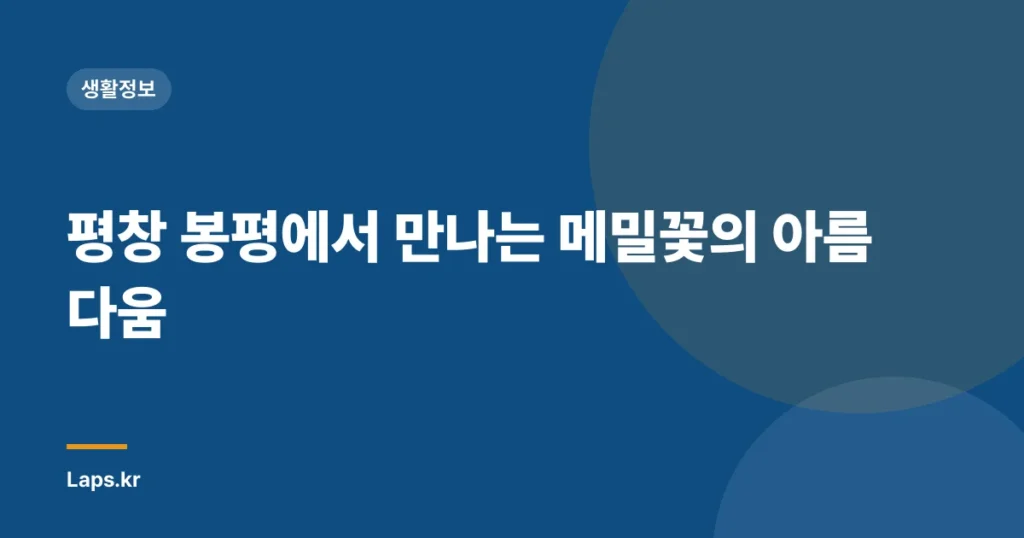 평창 봉평에서 만나는 메밀꽃의 아름다움